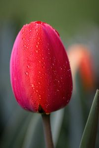 Rote Tulpe im Morgentau