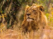 The lion, taking a break by Rob Smit thumbnail