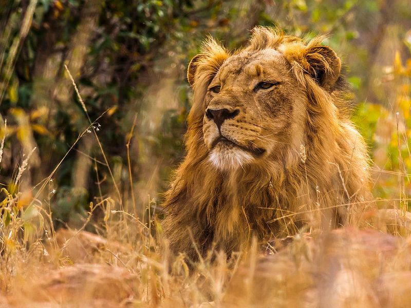 The lion, taking a break by Rob Smit