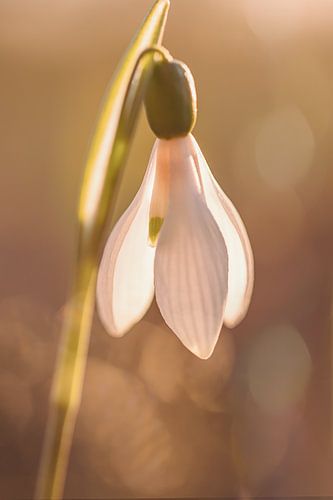 sneeuwklokje zondsondergang