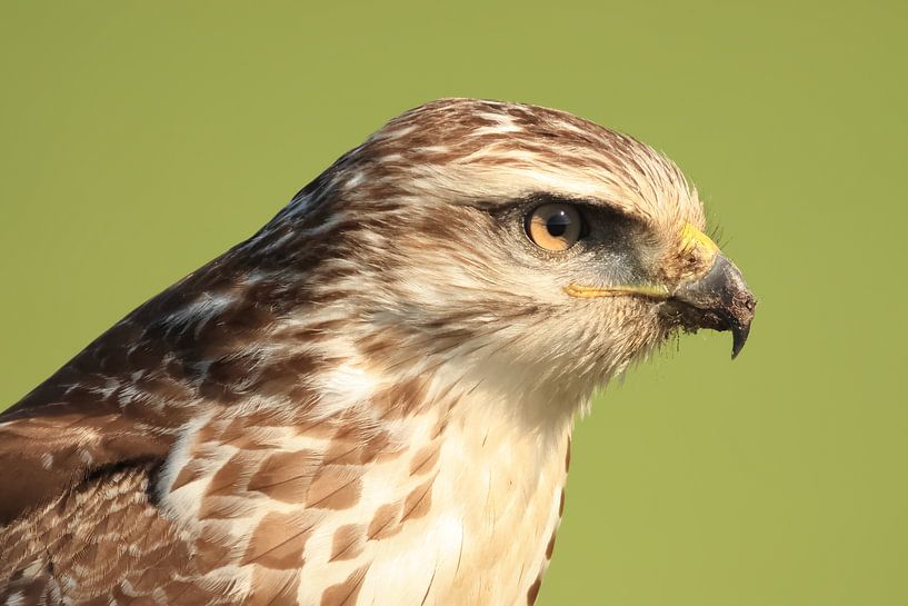 Bussard von Rinnie Wijnstra (FotoAmeland )