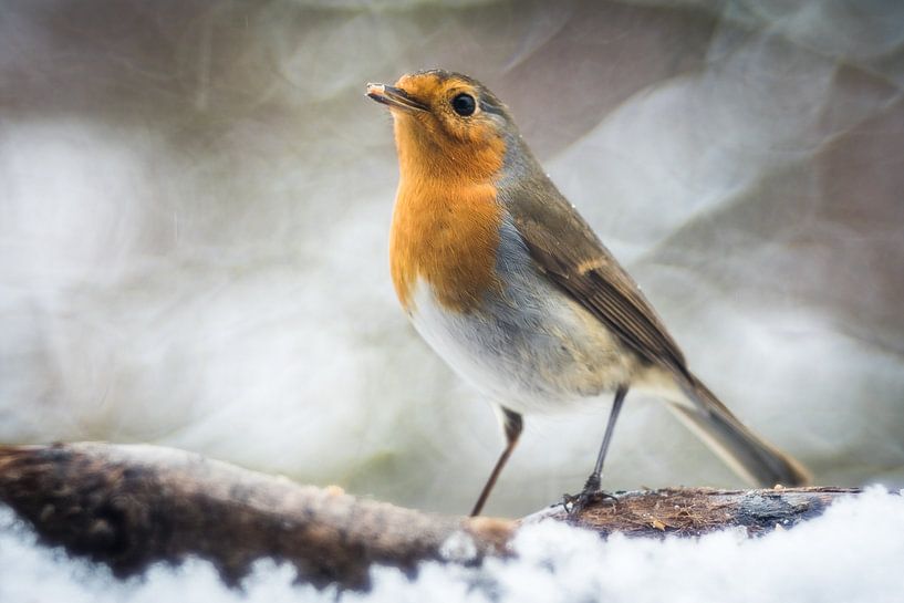 Bird - Robin by Jürgen Schmittdiel Photography