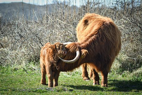 moeder en kind Hooglander.