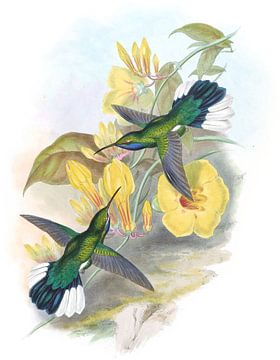 Blue-throat Sabre-Wing, John Gould van Hummingbirds
