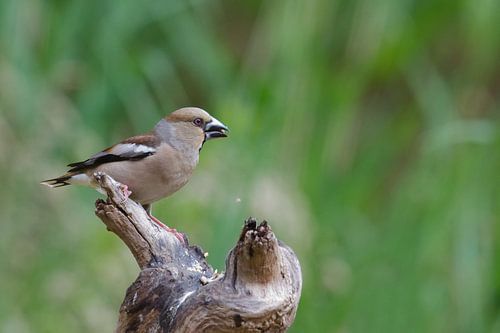 Bouvreuil sur une souche d'arbre
