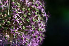 Lila Zierlauch als Kugel