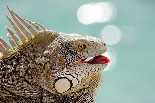 Bonairiaanse Leguaan