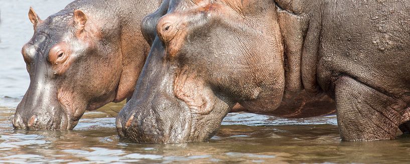 Panorama des hippopotames par Antwan Janssen
