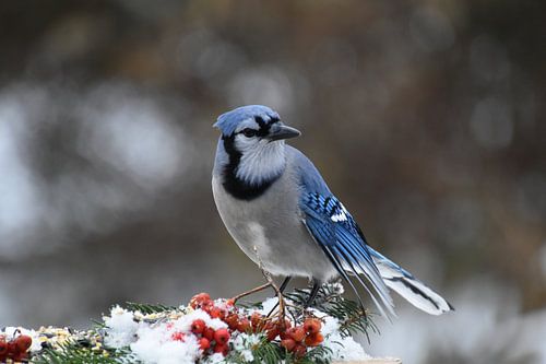 A blue jay at the garden feeder
