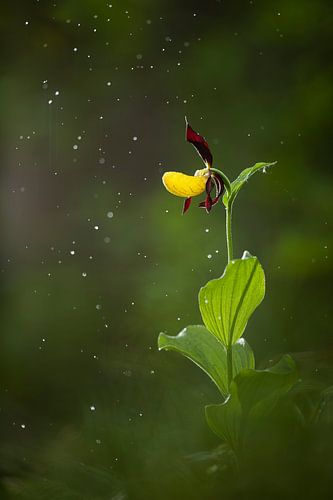 Lady's slipper (orchid) in the rain