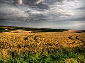 Sommer im Weinviertel III von Ilona Picha-Höberth Miniaturansicht