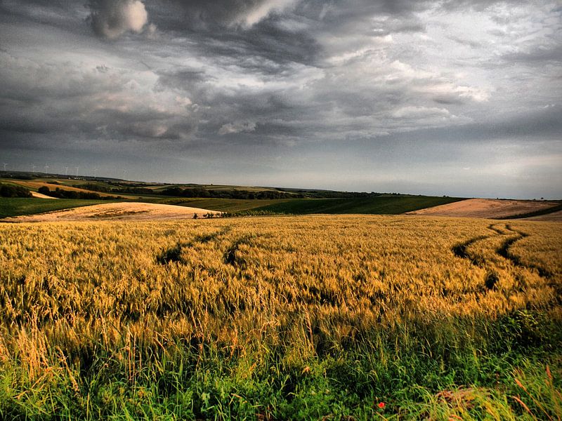 Sommer im Weinviertel III par Ilona Picha-Höberth