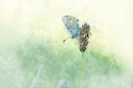 Schmetterling 2 von Silvia Creemers Miniaturansicht