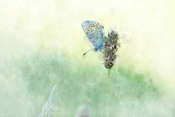 Schmetterling 2 von Silvia Creemers