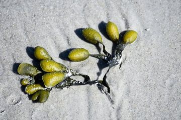 Washed up seaweed at the North Sea by David Esser