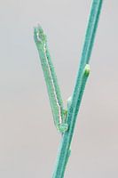 Grey-green butterfly - Grass Emerald - Ginster-Grünspanner - Pseudoterpna pruinata