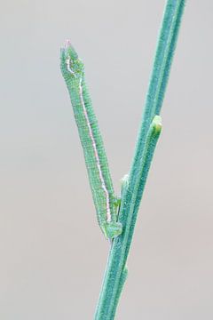 Grey-green butterfly - Grass Emerald - Ginster-Grünspanner - Pseudoterpna pruinata by Rick Willemsen