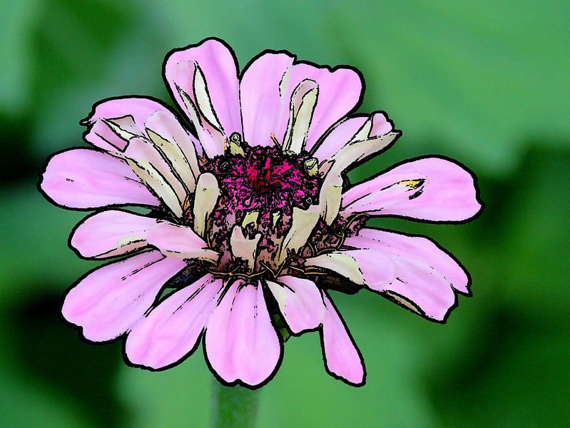 Zinnia by Jose Lok