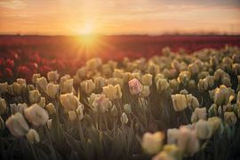 Tulips from Amsterdam | Morning Glow by Marijke Trienekens