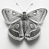 Moth 02 by Uncoloredx12