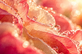 A sheen on delicate petals