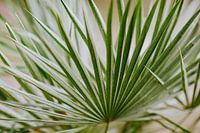 palm