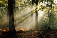 Sunrays at sunrise in the forest | Utrechtse Heuvelrug by Sjaak den Breeje thumbnail