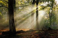Sunrays at sunrise in the forest | Utrechtse Heuvelrug
