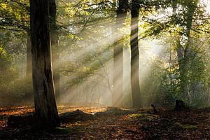 Rayons de soleil au lever du soleil dans la forêt | Utrechtse Heuvelrug