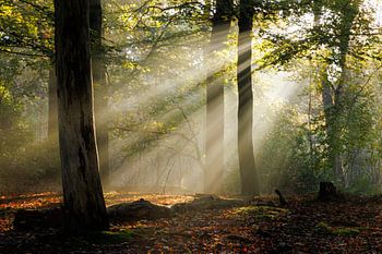 Rayons de soleil au lever du soleil dans la forêt | Utrechtse Heuvelrug