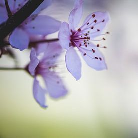 Pink blossom in spring by Jaike Reinders