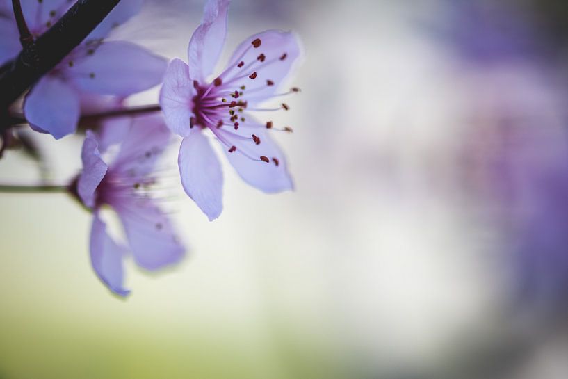 Pink blossom in spring by Jaike Reinders