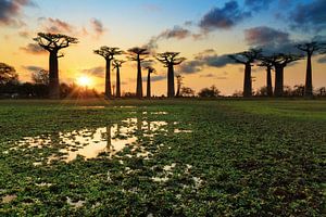 Baobab reflectie von Dennis van de Water