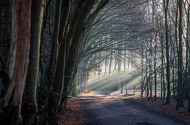 Tillegembos by Lisa Dumon