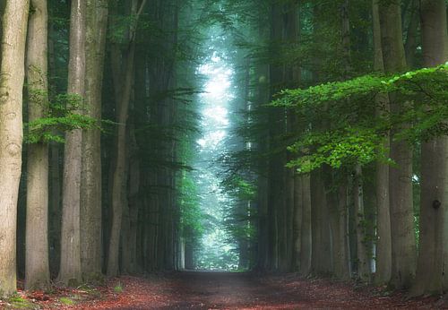 Groene allee