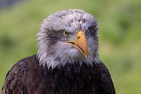 American white-tailed eagle. Antje the Eagle