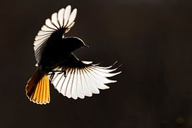 Gartenrotschwanz (Phoenicurus ochruros ) im Flug von AGAMI Photo Agency