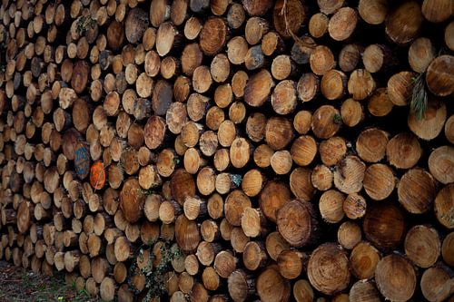 Pile de bois devant la porte