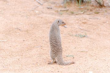 Mangoest | Reisfotografie | Zuid-Afrika van Sanne Dost