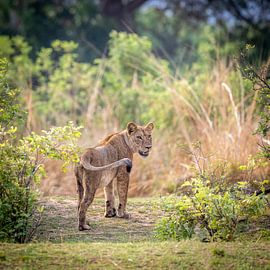 Lion in african green by Jack Soffers