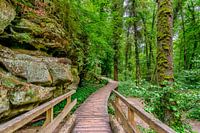 Mullerthal trail Luxemburg.