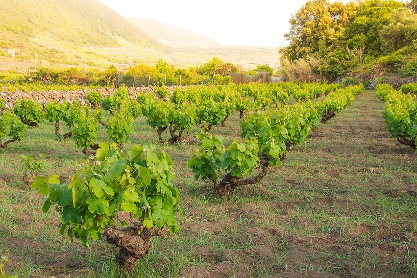 Vineyard on Pantelleria by Jeroen Berends