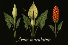 Arum maculatum sur Bert Quaedvlieg