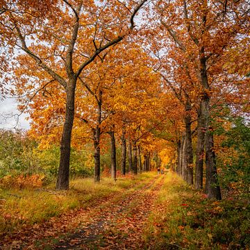 Boswandeling in de herfst van Kok and Kok