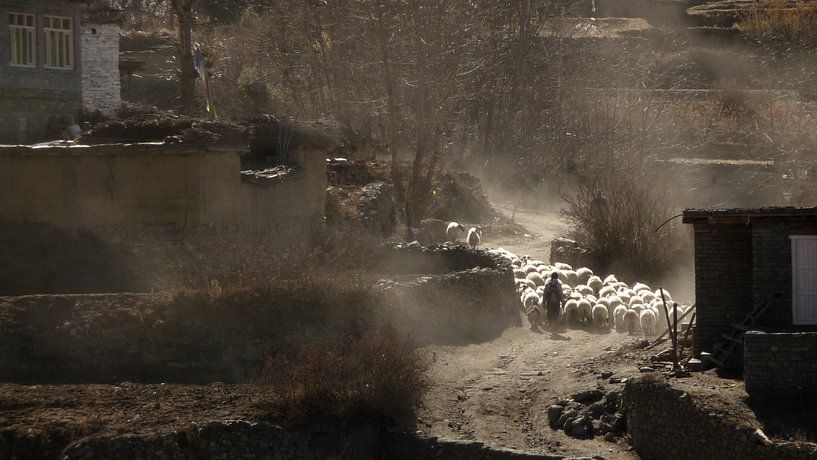 'Herder met schapen', Tatopani- Nepal by Martine Joanne
