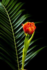 Tulpe im Rampenlicht