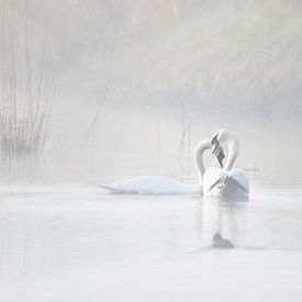 swans embrace in the mist by natascha verbij