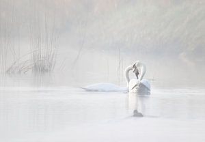 zwanen omhelzing in de mist van natascha verbij