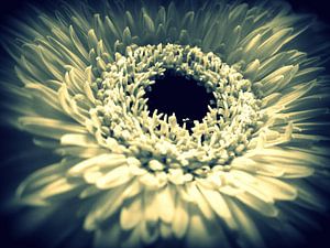 Gerbera`s Dream