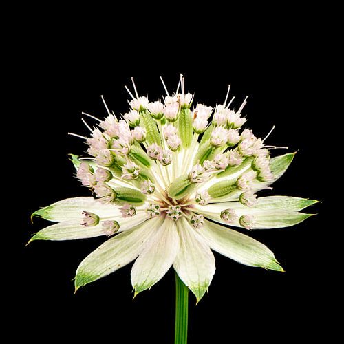 Macro van een sterparaplubloem op zwarte achtergrond